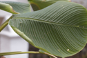 Calathea misantlensis